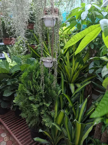 Top Indoor Hanging Plants and Foliage to Revamp Your Home and Office Spaces